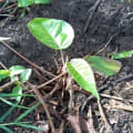 Kroton