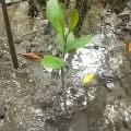 White Mangrove