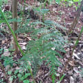 Grevillea