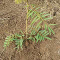 Tefrosia