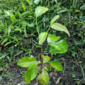 Caoba