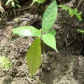 Cacao