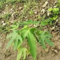 Papaya