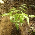 Neem