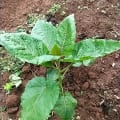 Tree Tomato
