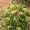 Barbados Nut