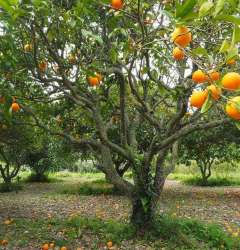 Alzamora Forest
