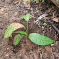 Cacao