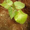 Tree Tomato