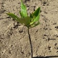 Rote Mangrove