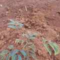 Calliandra