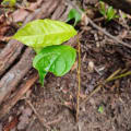 Caoba