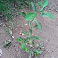 Arancio