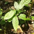 Cacao