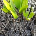 Weiße Mangrove