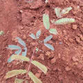 Calliandra