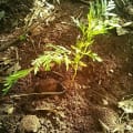 Grevillea