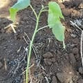 Tree Tomato