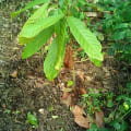 Cacao
