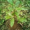 Cacaotier