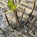 Schwarze Mangrove