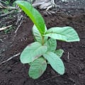 Guava