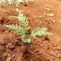 Greeny