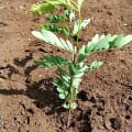 Calliandra