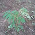 Tefrosia