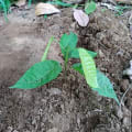 Cacao