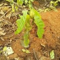 Cacao