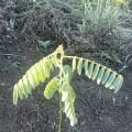 Tefrosia