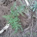Grevillea