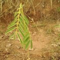Tephrosia