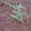 Grevillea