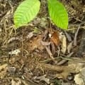 Cacao