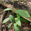 Cacao