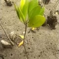 White Mangrove