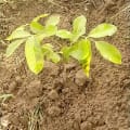 African Mahogany