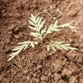 Grevillea
