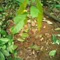 Cacao