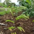 Calliandra