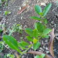 Arancio