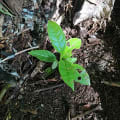 Roble