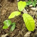 Cacao