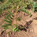 Tephrosia