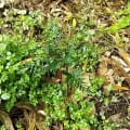 Grevillea