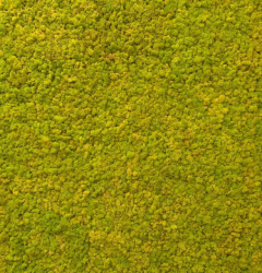 La foresta di Muschio Selvaggio