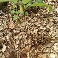 PICCARI FAMILY TREE
