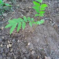 Spanish Cedar